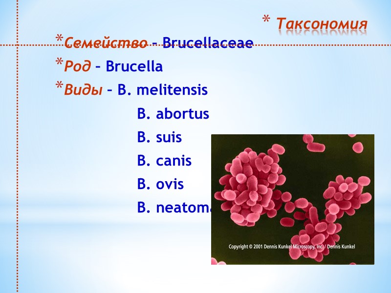 Таксономия Семейство – Brucellaceae Род – Brucella Виды – В. melitensis   